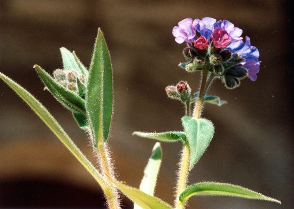 20020400_le-noirmont_pulmonaria_montana.jpg