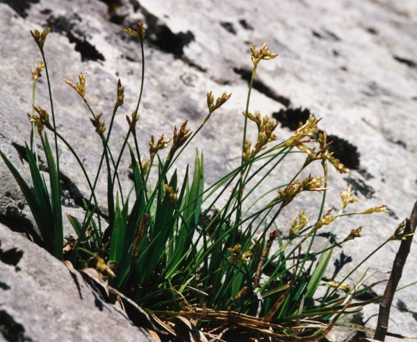 20020400_orvin_rochers_carex_ornithopoda_01.jpg
