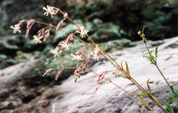 20020500_bienne_garide_silene_nutans_02.jpg