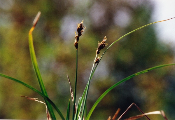 20020500_grandval_carex_pairae.jpg