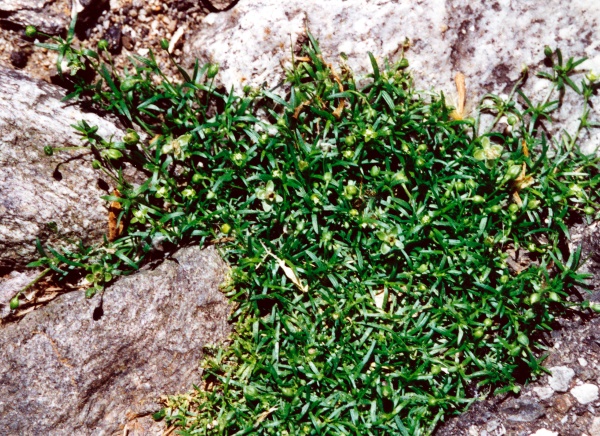 20020500_porrentruy_sagina_procumbens_02.jpg