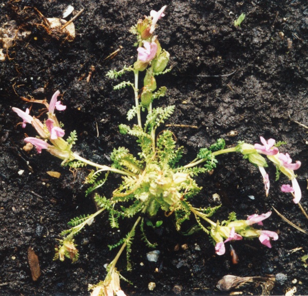 20020500_soubey_pedicularis_sylvatica_01.jpg