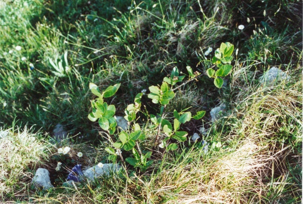 20020600_chasseral_sorbus_chamaemespilus_1.jpg