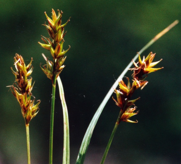 20020600_delemont_ballastiere_carex_spicata_01.jpg