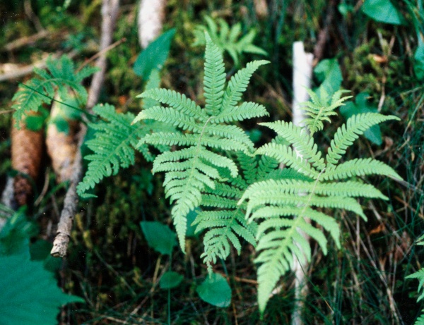 20020600_la-chaux-des-breuleux_phegopteris_connectilis_01.jpg