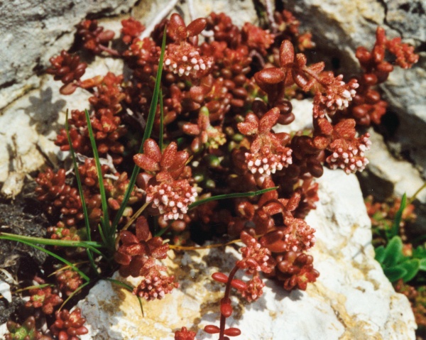 20020600_nods_chasseral_sedum_album_02.jpg