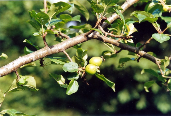 20020600_perrefitte_malus_sylvestris.jpg