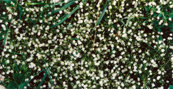 20020600_perrefitte_stellaria_graminea_01.jpg