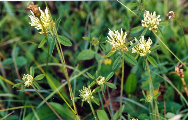 20020600_perrefitte_trifolium_ochroleucon.jpg