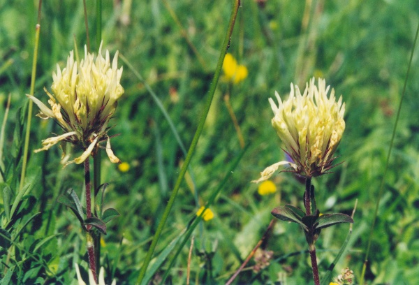 20020600_perrefitte_trifolium_ochroleucon_2.jpg