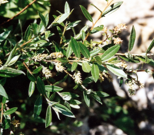 20020600_porrentruy_jardin-botanique_salix_repens_01.jpg