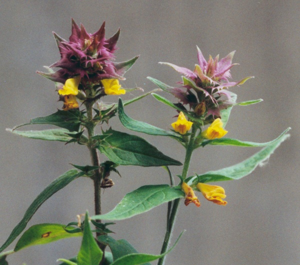 20020700_bienne_melampyrum_nemorosum_01.jpg