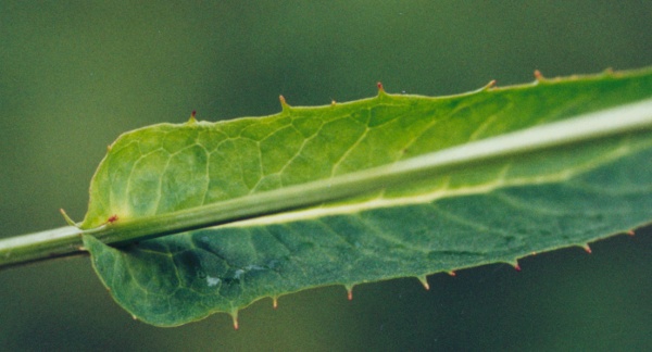 20020700_saicourt_bellelay_hieracium_prenanthoides_02.jpg