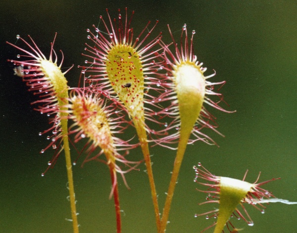 20020800_les-genevez_les-embreux_drosera_x_obovata_01.jpg