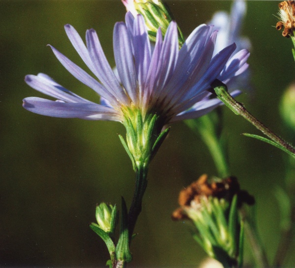 20020800_porrentruy_jardin-botanique_meienried_aster_novi-belgii_01.jpg