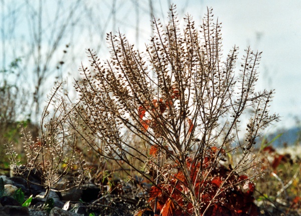 20021000_delemont_ballastiere_lepidum_campestre_02.jpg