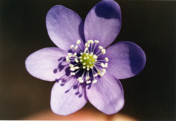 20030300_lignieres_hepatica_nobilis_2.jpg