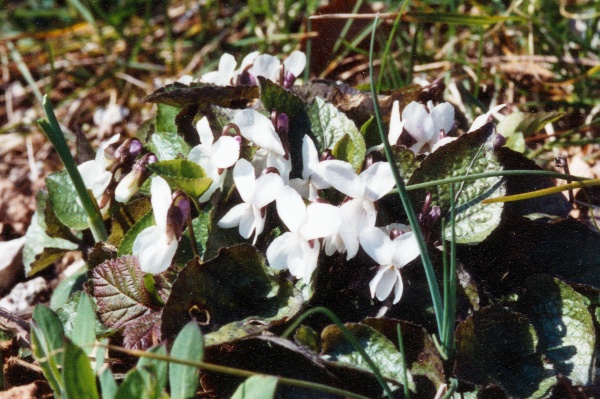 20030400_la-neuveville_nord-des-vignes_viola_alba_scotophylla.jpg