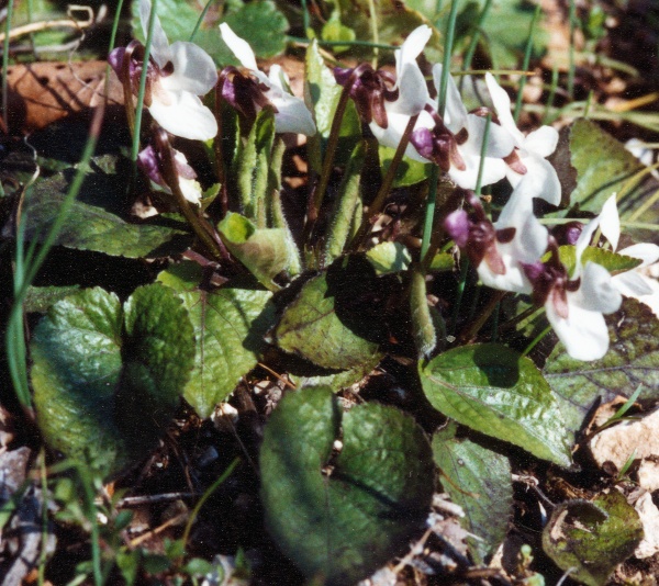 20030400_la-neuveville_nord-des-vignes_viola_alba_scotophylla_02.jpg