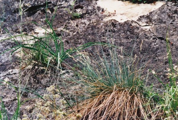 20030601_bienne_garide_festuca_ovina_01.jpg