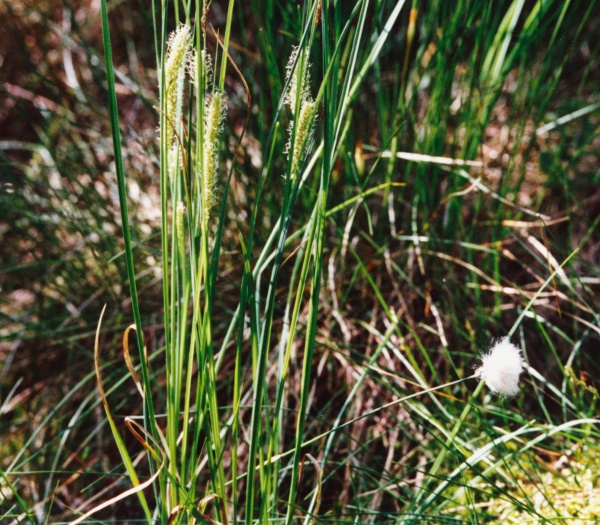 20030607_les-genevez_tourbiere_carex_hirta.jpg