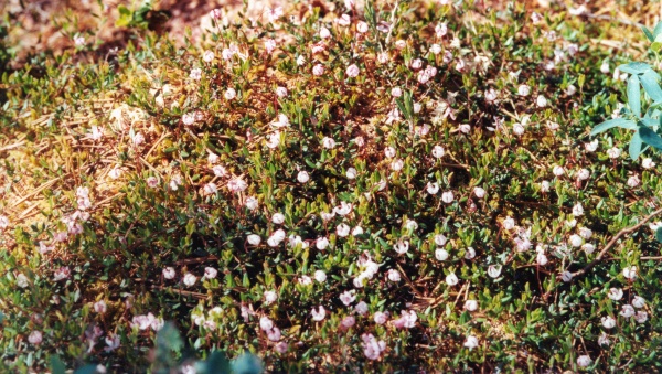 20030610_les-genevez_vaccinium_oxycoccos_03.jpg