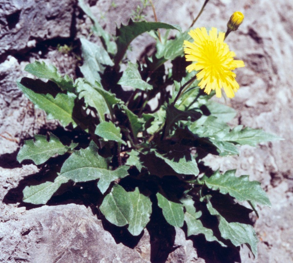 20030615_moutier_gorges_hieracium_humile_01.jpg