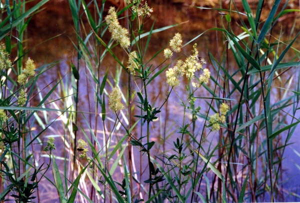 20030618_clos-du-doubs_st-ursanne_thalictrum_flavum_01.jpg