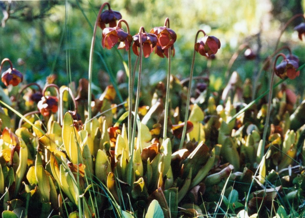 20030618_les-genevez_les-embreux_sarracenia_purpurea_01.jpg