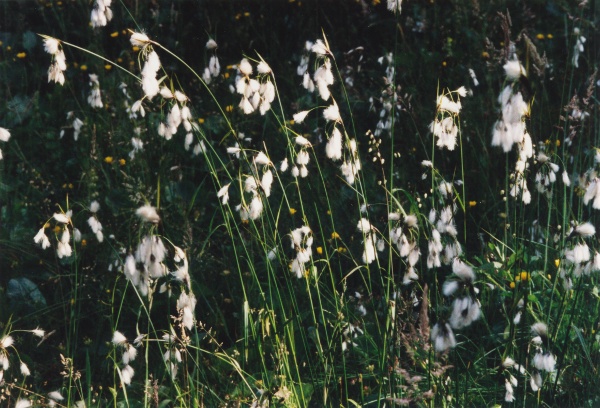 20030620_montfaucon_plain-de-saigne_eriophorum_latifolium_01.jpg