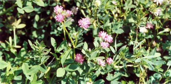 20030903_bonfol_trifolium_resupinatum_1.jpg