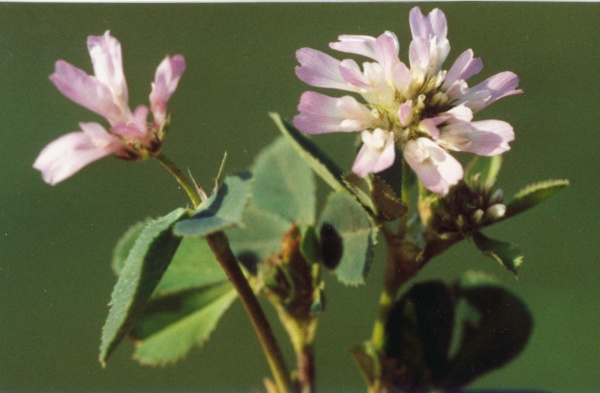 20030903_bonfol_trifolium_resupinatum_3.jpg