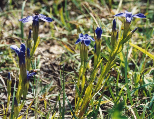 20030907_lajoux_gentiana_ciliata.jpg