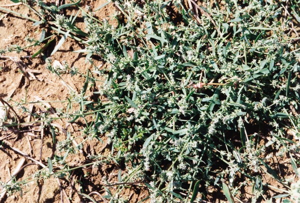 20030911_bonfol_courrendlin_atriplex_patula_01.jpg