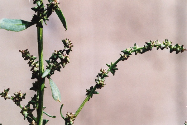 20030911_bonfol_courrendlin_atriplex_patula_02.jpg