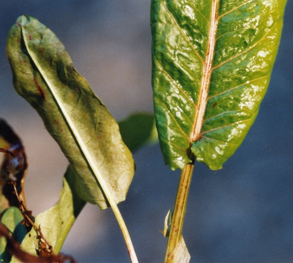 20030913_le-noirmont_la-goule_rumex_aquaticus_02.jpg