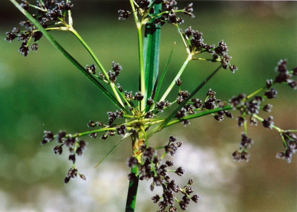 20040524_bonfol_scirpus_sylvaticus_02.jpg