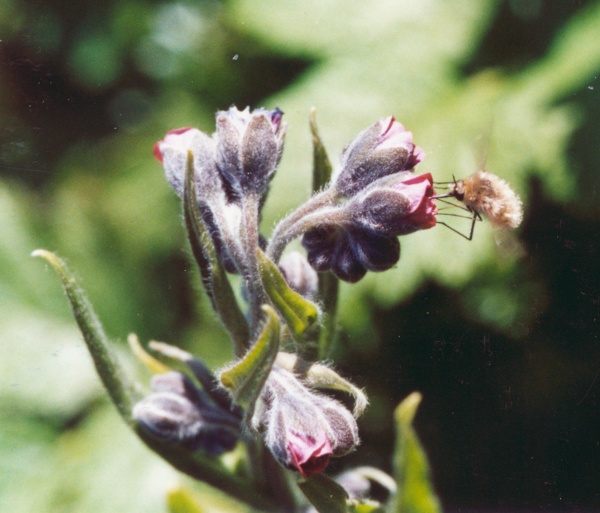 20040525_seleute_cynoglossum_officinale.jpg