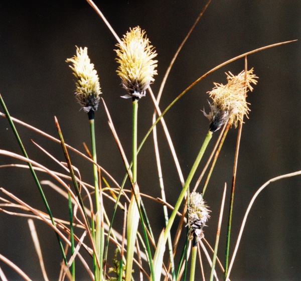 20040529_le-noirmont_les-barrieres_eriophorum_vaginatum_02.jpg