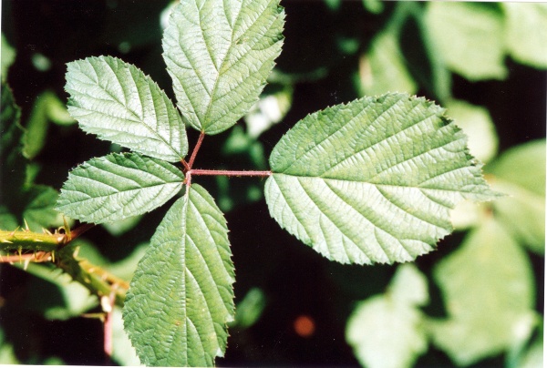 20040625_moutier_dozerce_rubus_bifrons.jpg