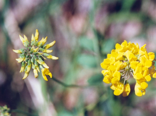 20040701_moutier_combe-des-billes_coronilla_coronata_1.jpg