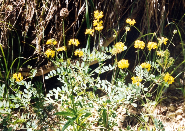 20040701_moutier_combe-des-billes_coronilla_coronata_2.jpg