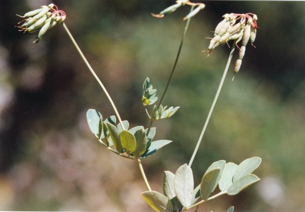 20040701_moutier_combe-des-billes_coronilla_coronata_4.jpg