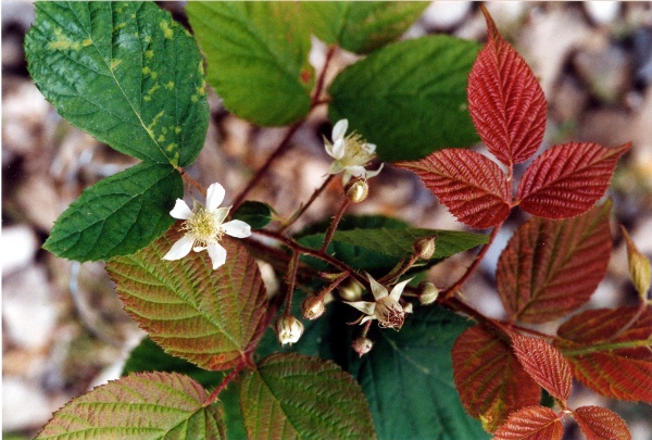 20040717_les-bois_peu-claude_rubus_tereticaulis_02.jpg