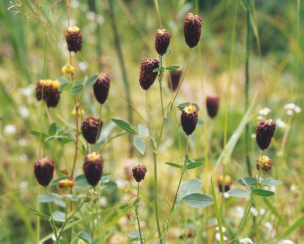 20040724_le-noirmont_les-barrieres_trifolium_spadiceum.jpg