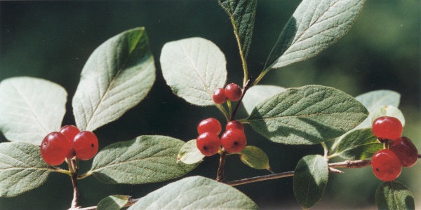 20040725_goumois_moulin-jeannotat_lonicera_xylosteum_02.jpg