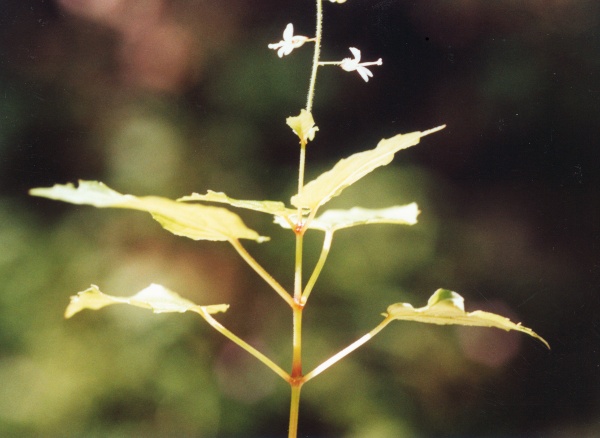 20040725_saignelegier_bas-du-bief-de-vautenaivre_circaea_x_intermedia_2.jpg