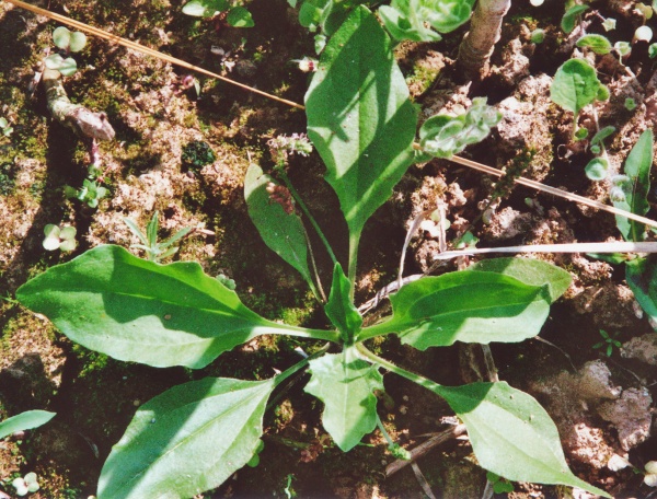 20040910_bonfol_plantago_mayor_ssp_intermedia.jpg