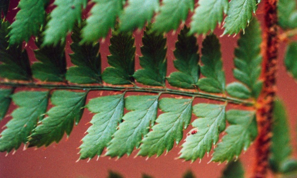 20041006_courgenay_roches-de-st-nicolas_polystichum_setiferum_02.jpg