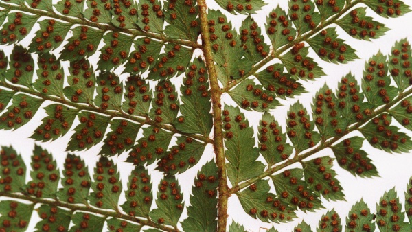 20041006_courgenay_roches-de-st-nicolas_polystichum_setiferum_04.jpg